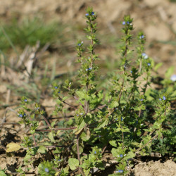 Veronica arvensis de Kenraiz, CC BY-SA 3.0, via Wikimedia Commons Veronica arvensis de Kenraiz, CC BY-SA 3.0, via Wikimedia Commons