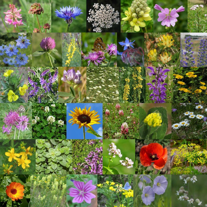 Photos de mélange de fleurs sauvages mellifères via Wikimedia Commons