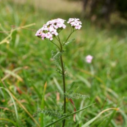 Achillea millefolium de Enrico Blasutto sur Wikipédia italien, CC BY-SA 3.0, via Wikimedia Commons