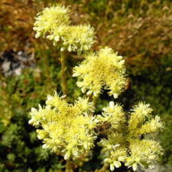 sedum sediforme de Ghislain118 , CC BY-SA 3.0, via Wikimedia Commons