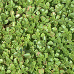 Sedum spurium de Averater, CC BY-SA 3.0, via Wikimedia Commons