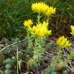Sedum rupestre de MurielBendel, CC BY-SA 4.0, via Wikimedia Commons