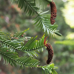 Wollemia nobilis par Agnieszka Kwiecień, Nova Wikimedia Wollemia nobilis par Agnieszka Kwiecień, Nova Wikimedia