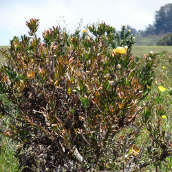 Leucospermum cuneiforme de Forest & Kim Starr, CC BY 3.0 via Wikimedia Commons