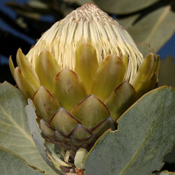 Protea nitida de SAplants, CC BY-SA 4.0, via Wikimedia Commons