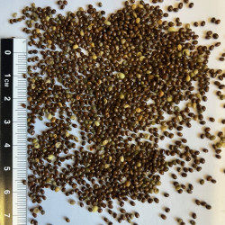 Graines de Ceanothus sanguineus par Semences du Puy