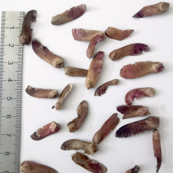 Graines de Acer palmatum matsumurae Aka shigitatsu sawa - Semences du Puy