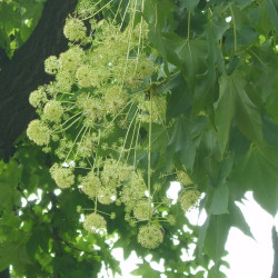 Kalopanax septemlobus de Dalgial, CC BY-SA 3.0 via Wikimedia Commons