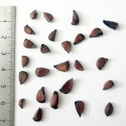 Graines de Pseudocydonia sinensis - Semences du Puy