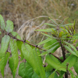 Zanthoxylum clava herculis de sonnia hill, CC BY 2.0, via Wikimedia Commons