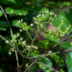 Zanthoxylum clava herculis de Eric Hunt, CC BY-SA 4.0, via Wikimedia Commons