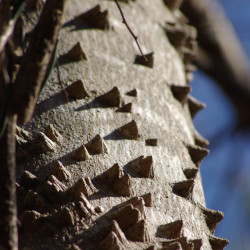Zanthoxylum clava herculis de Gaberlunzi (Richard Murphy), CC BY-SA 3.0, via Wikimedia Commons
