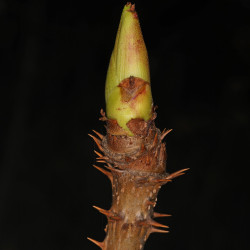 Aralia spinosa Judy Gallagher, CC BY 2.0, via Wikimedia Commons