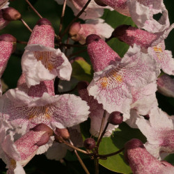 Catalpa bungei HorsePunchKid, CC BY-SA 3.0, via Wikimedia Commons (2)