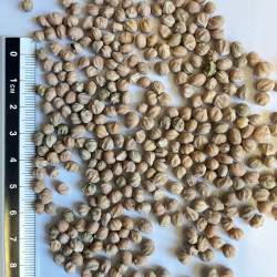 Graines de Cornus amomum - Semences du Puy