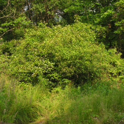 Cornus amomum UserSB_Johnny, CC BY-SA 3.0, via Wikimedia Commons