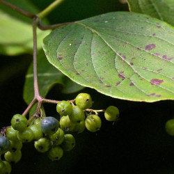 Cornus amomum NikiRob3, CC BY-SA 4.0, via Wikimedia Commons