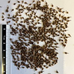 Graine de Cyrilla racemiflora - Les semences du Puy