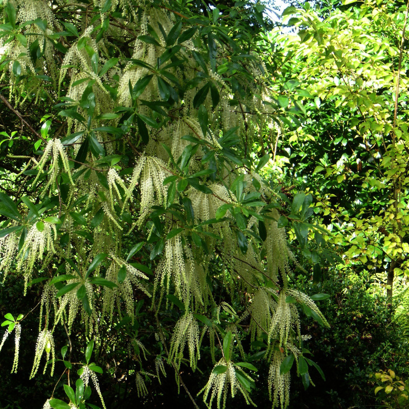 Cyrilla racemiflora peganum, CC BY-SA 2.0, via Wikimedia Commons