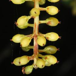 Cyrilla racemiflora Douglas Goldman, CC BY-SA 4.0, via Wikimedia Commons