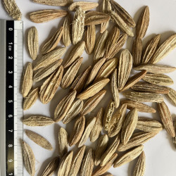 Graines de Nyssa ogeche - Les semences du Puy