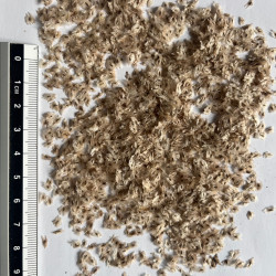 Paulownia elongata - Les semences du Puy