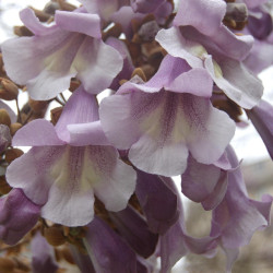 Paulownia elongata, Barbara808, via Pixabay