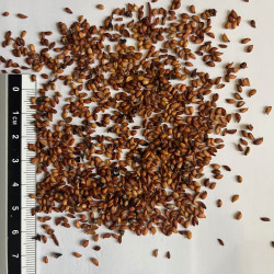 Graines de Sorbus sitchensis - Les semences du Puy