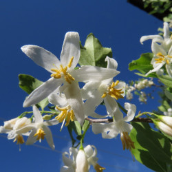 Styrax americanus, Kerry Woods, CC BY-NC-ND 2.0, via Flickr