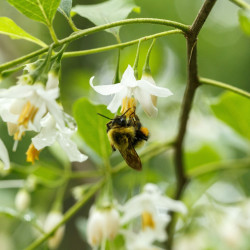 Styrax americanus, Tom Potterfield, CC BY-NC-SA 2.0, via Flickr