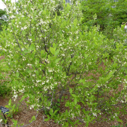 Styrax americanus James Steakley, CC BY-SA 3.0, via Wikimedia Commons