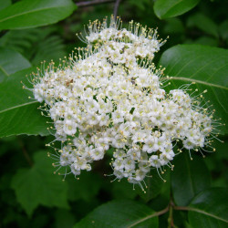 Viburnum cassinoides Fungus Guy, CC BY-SA 3.0, via Wikimedia Commons