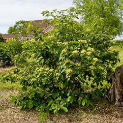 Viburnum cassinoides, F. D. Richards CC BY-SA 2.0, via Flickr