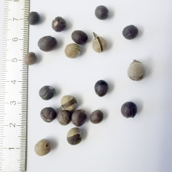 Graines de Styrax americanus - Les semences du Puy