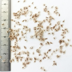 Graines de Paulownia elongata - Semences du Puy