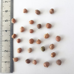 Graines de Cornus amomum - Semences du Puy