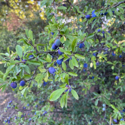 Prunus spinosa Semences du Puy