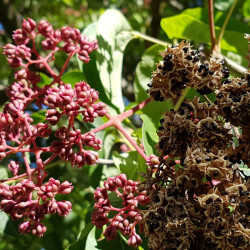 Tetradium daniellii Semences du Puy