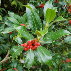 ilex aquifolium Semences du Puy