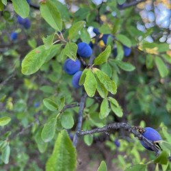 prunus spinosa Semences du Puy