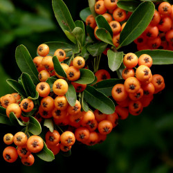 pyracantha angustifolia de JLPC, CC BY-SA 3.0, via Wikimedia Commons