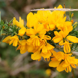 ulex europaeus par John Collins de Pixabay
