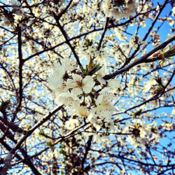 Prunus avium Semences du Puy