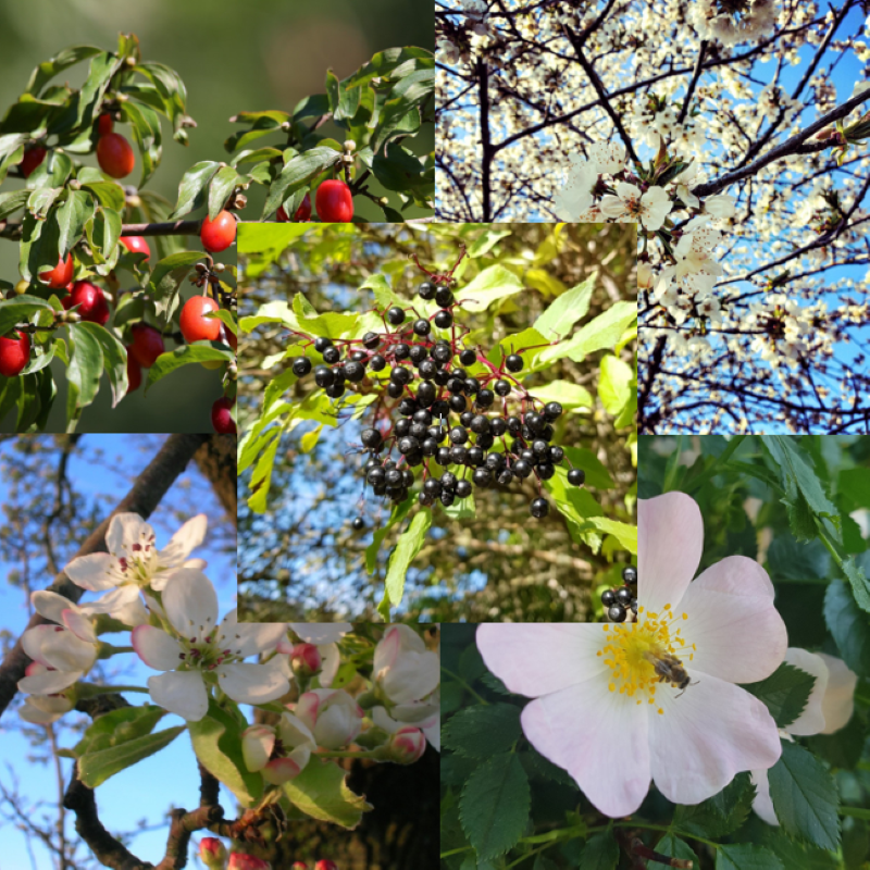 Kit de graines pour haie pourvoyeuse
