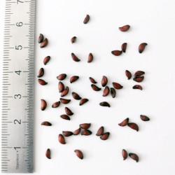 Graines d'Amelanchier lamarckii - Semences du Puy