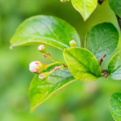 Amelanchier lamarckii de Tournasol7, CC BY 4.0, via Wikimedia Commons