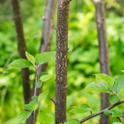 Amelanchier lamarckii de Tournasol7, CC BY 4.0, via Wikimedia Commons