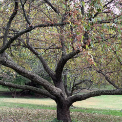 Malus sieboldii de KATHERINE WAGNER-REISS, CC BY-SA 4.0, via Wikimedia Commons