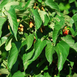 Morus rubra Douglas Goldman, CC BY-SA 4.0, via Wikimedia Commons