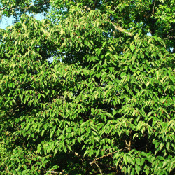 Morus rubra Douglas Goldman, CC BY-SA 4.0, via Wikimedia Commons